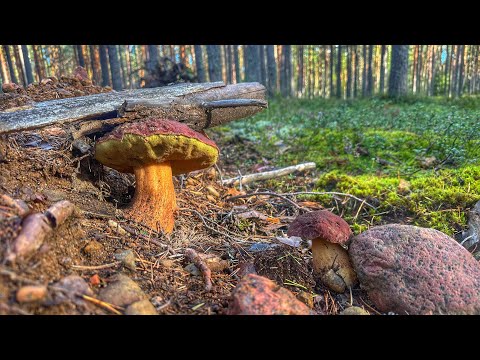 Видео: ГРИБНИКИ МАКСИМАЛЬНО КАЙФУЮТ ОТ СБОРА БОРОВИКОВ | СОСНОВЫЙ БЕЛЫЙ НИКОГО НЕ ОСТАВИТ РАВНОДУШНЫМ