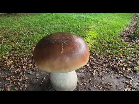 Видео: Зеленоградск (Кранц, Cranz) Часть 3. Коты. Виллы. Городской парк с грибами. Императорский дуб.