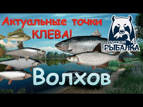 Видео: Актуальные точки клева на реке Волхов. Русская рыбалка 4. Аккаунт универсал.