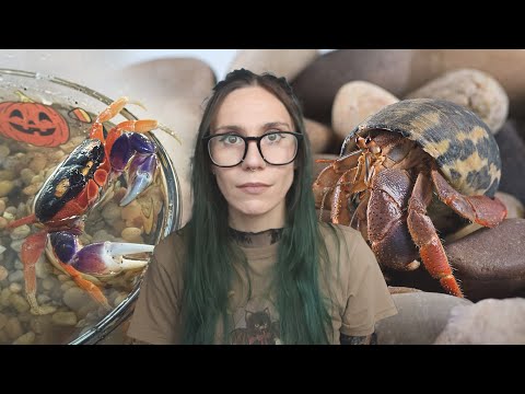 Видео: Крабы — это не игрушки для детей! Более 10 заброшенных крабов-отшельников и лунных крабов на Хэлл...