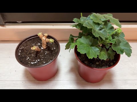 Видео: ВНЕСИ в ГЕРАНЬ под ЗИМУ и даже самый слабый куст оживет, зазеленеет, благоприятные условия