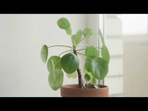 Видео: ҮЙ ГҮЛДЕРІНЕ ПАЙДАЛЫ ТЫҢАЙТҚЫШ. ПАЙДАЛЫ АҚПАТАТТАР. ГҮЛДЕР ӘЛЕМІ