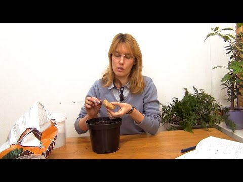 Видео: Имбирь. Посадка и уход.