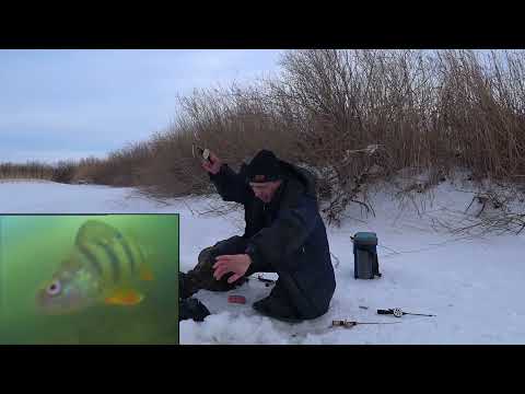 Видео: Разведка по ОКУНЮ  на реке Ишим .Глухозимье началось .