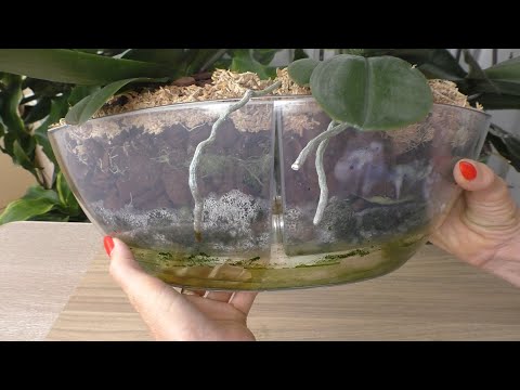 Видео: Орхидеи Синголо в горшке Ладья. СТОИТ ли пересаживать в них орхидеи/ Перегрев листьев, как выглядит