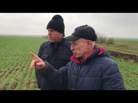 Видео: Сорняки | No-till vs Традиционка