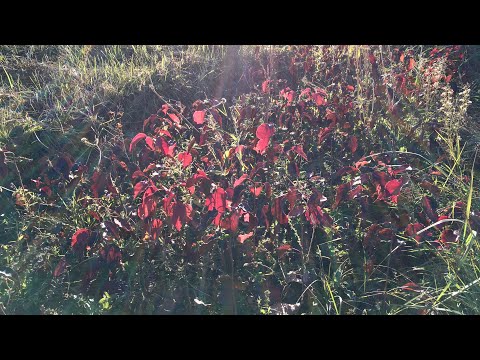 Видео: Дикая груша для подвоя