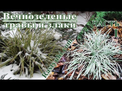 Видео: Вечнозеленые травы и злаки. Часть 1: осоки, унциния, райграс, офиопогон.