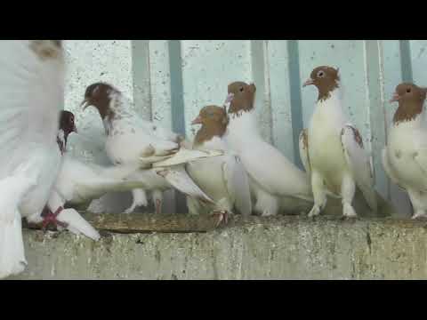 Видео: Головатые голуби КМВ! История их создания от Авакова Артура!