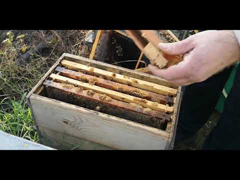 Видео: Бакфаст, с 6-ти рамочником не срослось.((