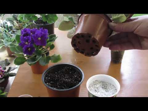 Видео: КАК НАУЧИТЬСЯ НЕ ПЕРЕЛИВАТЬ ФИАЛКИ