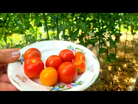 Видео: ТЕПЛИЦЫ/ ПЕРВЫЕ ТОМАТЫ/ ОБЗОР сортов/ ОБЗОР ТЕПЛИЦ/ ОГУЦЫ, ПЕРЦЫ/#топомидоры #лето #tomato #деревня