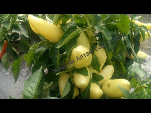 Видео: Обзор урожайных сортов Перца 2023 года