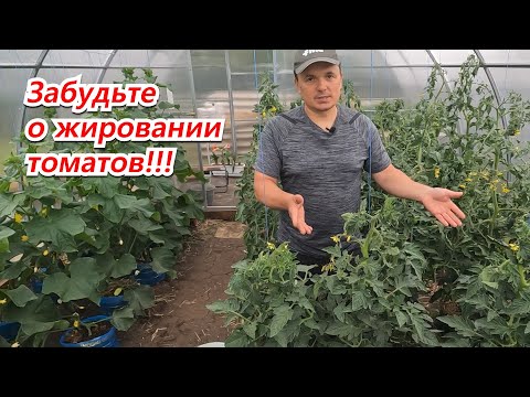 Видео: Жируют томаты? Два простых действия это исправить! Сохраните урожай!
