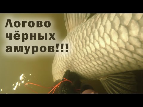 Видео: ТРОФЕЙНАЯ ПОДВОДНАЯ ОХОТА!!! НАШЁЛ ОГРОМНУЮ СТОЯНКУ ЧЁРНЫХ АМУРОВ!!!