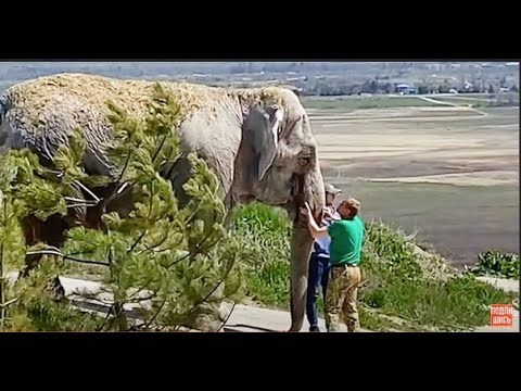 Видео: УНИКАЛЬНО! Слониха Джени первый раз выходит в вольер с озером!