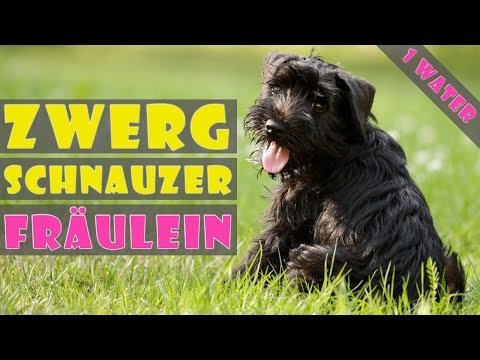 Видео: Цвергшнауцер щенок 4 месяца, первый прыжок в воду.