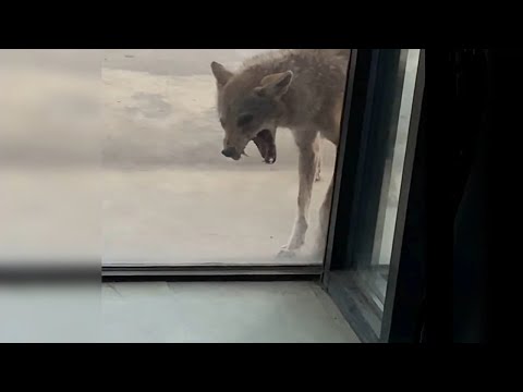Видео: Неожиданные встречи с ВОЛКАМИ, снятые на камеру