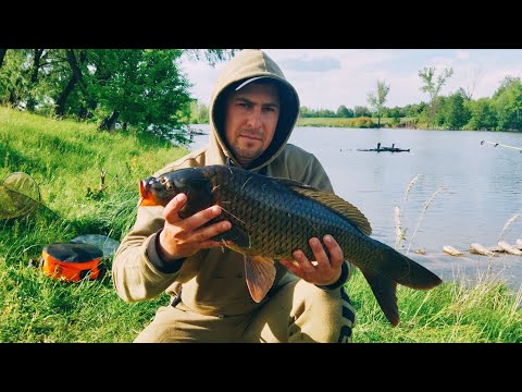 Видео: Насадив Кукурудзу І Почали Клювати Коропи. Флет Фідер По Простому