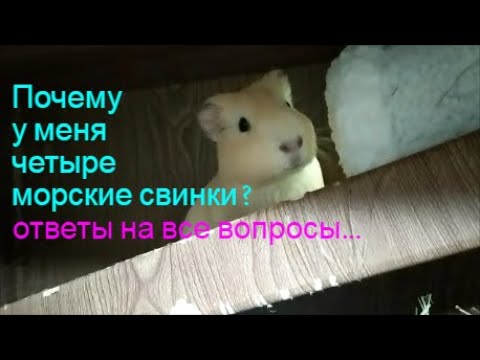 Видео: Почему у меня 4 морские свинки.Как быстро определить пол морской свинки.