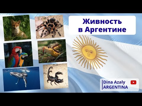 Видео: Живность в Аргентине, каких животных боятся в Аргентине