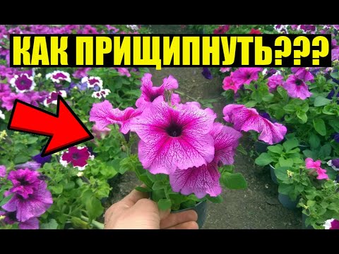 Видео: Если ТАК прищипнуть петунию куст будет пышным и красивым!