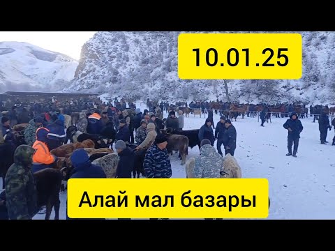 Видео: АЛАЙ ГҮЛЧӨ МАЛ БАЗАРЫ