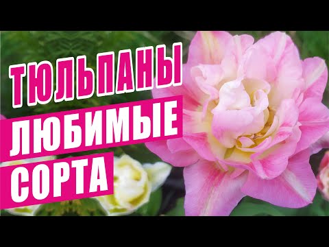 Видео: ТЮЛЬПАНЫ. Любимые сорта.