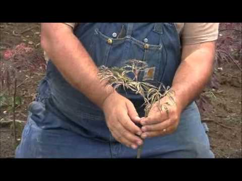 Видео: Пасынки на привитых растениях!