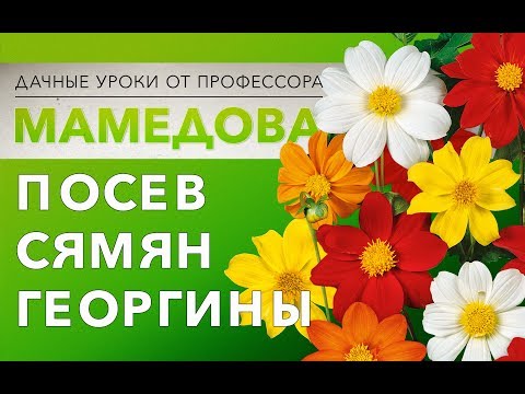 Видео: Посев семян георгины.