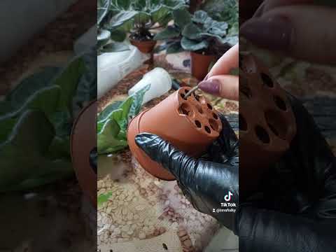 Видео: як омолодити фіалочки❗️