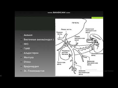 Видео: Патофизиология печени