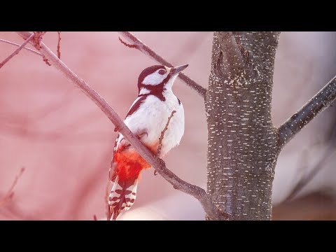 Видео: Плейкшни , пёстрый дятел, который разбирает дачи 😜