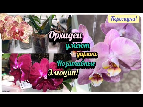 Видео: Такие моменты ОКРЫЛЯЮТ! Орхидейные вайб радости! #orchid #phalenopsis #вайб #plants