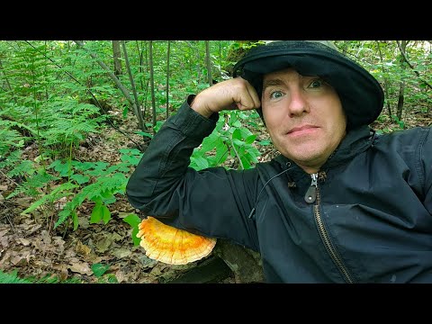 Видео: В поиске первых летних грибов в Марий Эл и немного рыбалки