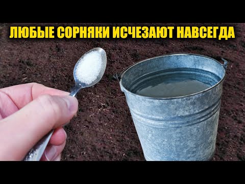 Видео: Все СОРНЯКИ исчезнут за 1 минуту навсегда! Простой безопасный способ без химии
