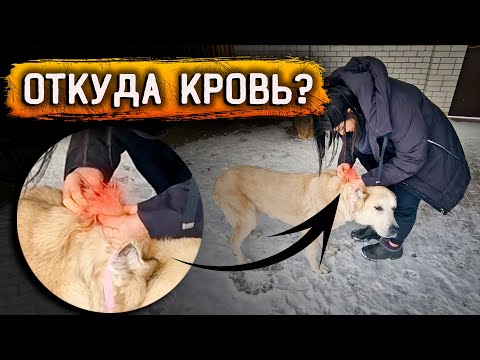 Видео: Откуда у Розы кровь? Тишка заболел.Перс отморозил лапы.Много еды для животных. Сьемка от лица брата.