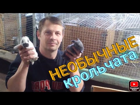 Видео: КРОЛЬЧАТА инбридинг. Эксперимент прошёл на УРА.