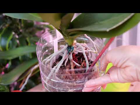 Видео: Опять Матрешка для орхидеи Как будет и Как есть сейчас Новости Минералы для орхидей Не получается...