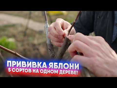 Видео: Прививка яблони - 5 сортов на одном дереве!