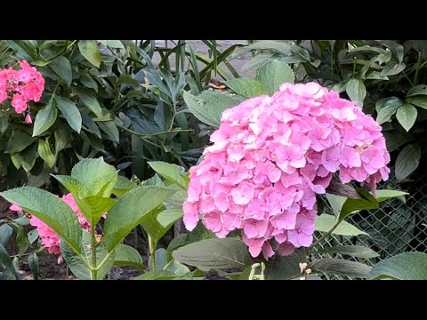 Видео: ВЛОГ/Рецепт запеченных  овощей/Цветы