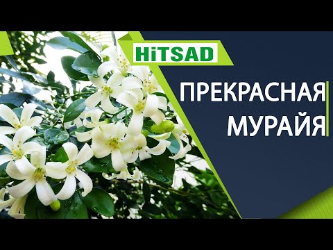 Видео: Мурайя в домашних условиях 🌸 Самое полезное растение для здоровья