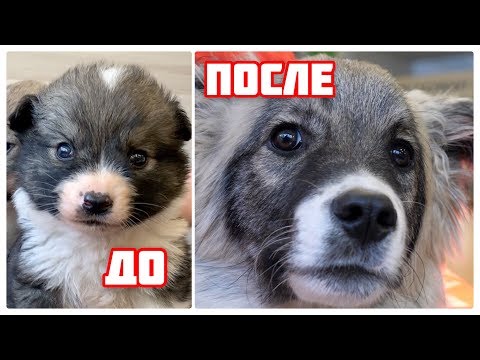 Видео: Брошенный щенок 4 месяца спустя. Малыш из клиники.