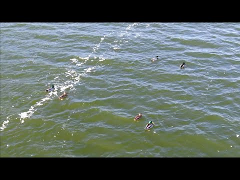 Видео: Охота на утку в ноябре. Утиное эльдорадо!! ТОЗ-34