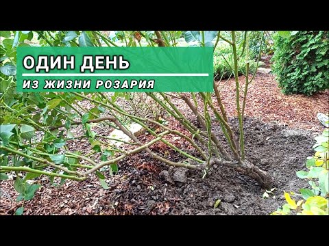 Видео: Розарий с плетистыми и прочими розами готовится к зиме. Подмосковье.