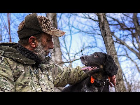 Видео: ПРОПАЛА СОБАКА, КАК НАЙТИ СОБАКУ если Собака потерялась на прогулке что делать?