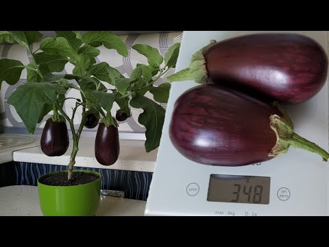 Видео: Урожай в АПРЕЛЕ - КАК вырастить БАКЛАЖАН🍆 в КВАРТИРЕ ?