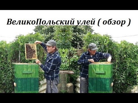 Видео: ВеликоПольский улей. ( обзор)