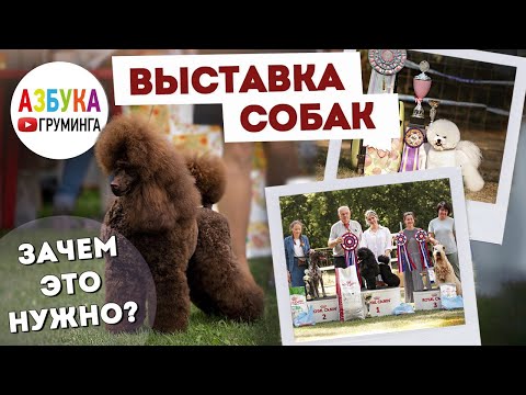 Видео: Для чего нужны выставки собак??