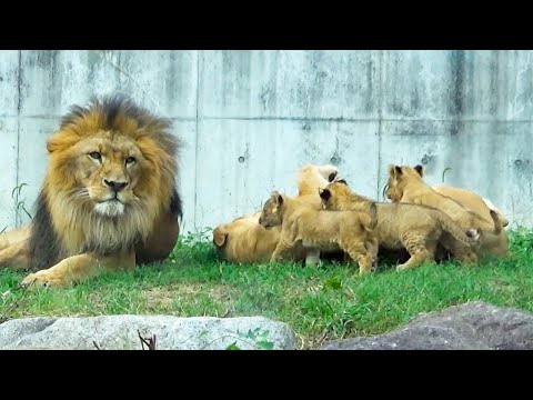 Видео: Атака тройни львят! Добрый папа не злится и убегает 🤣